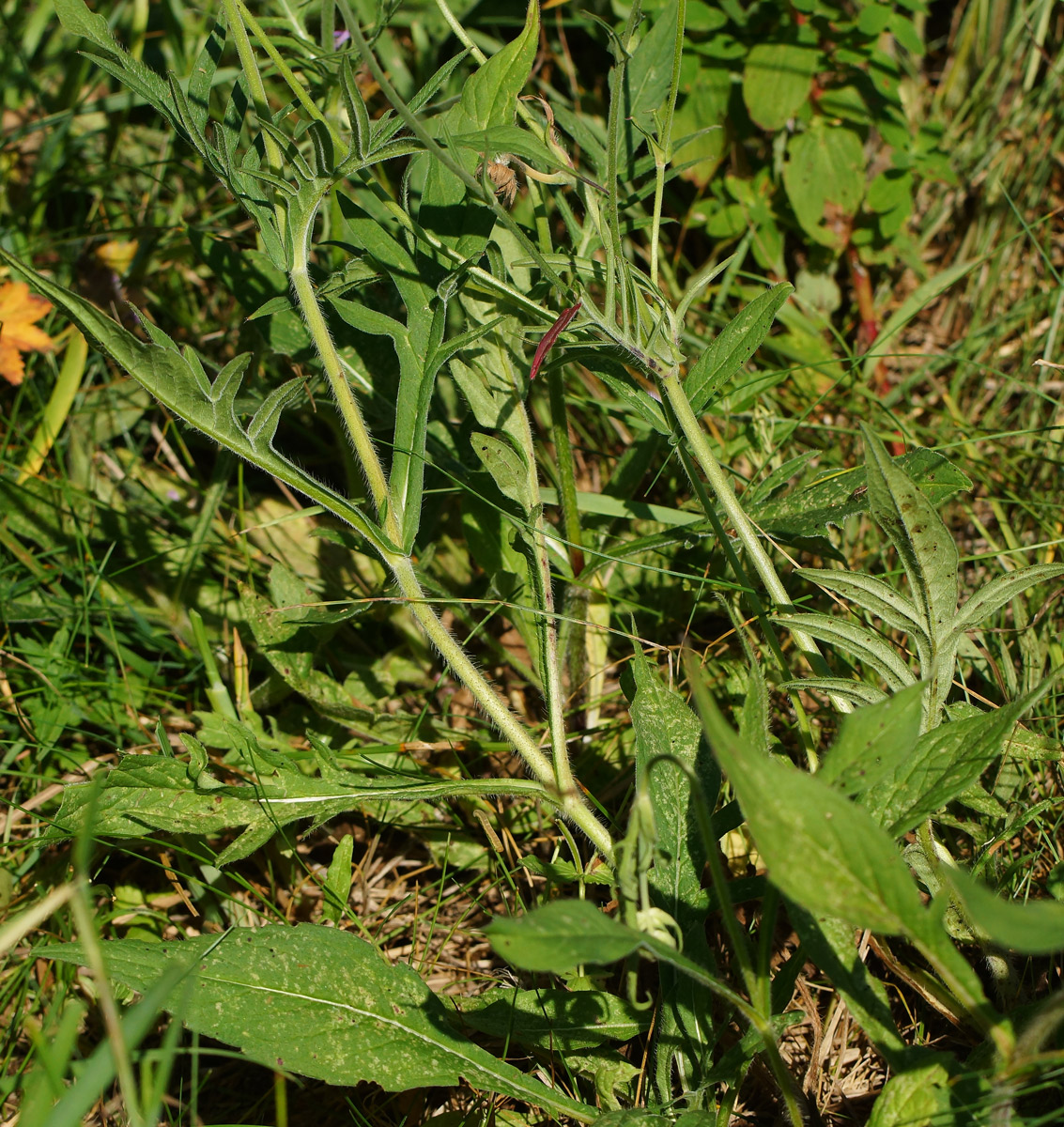 Image of Knautia arvensis specimen.