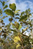 Salix caprea