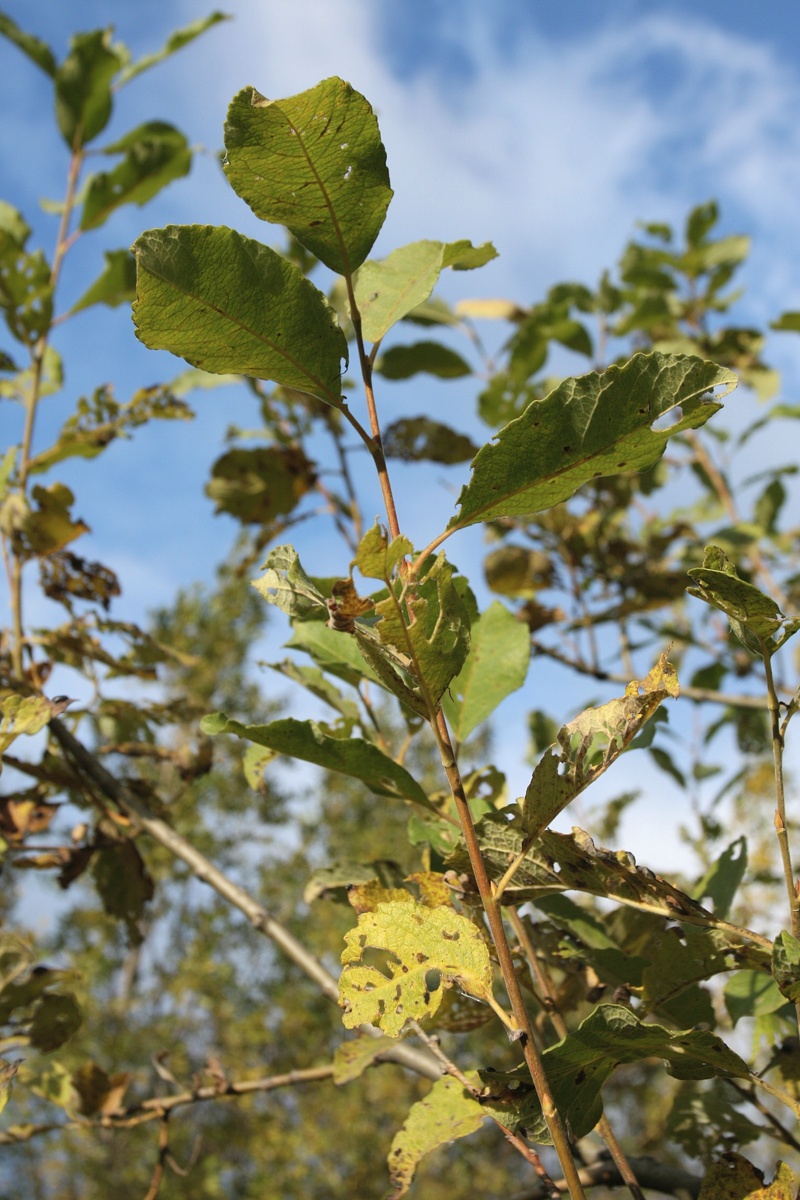 Изображение особи Salix caprea.