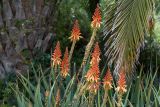 Aloe lutescens