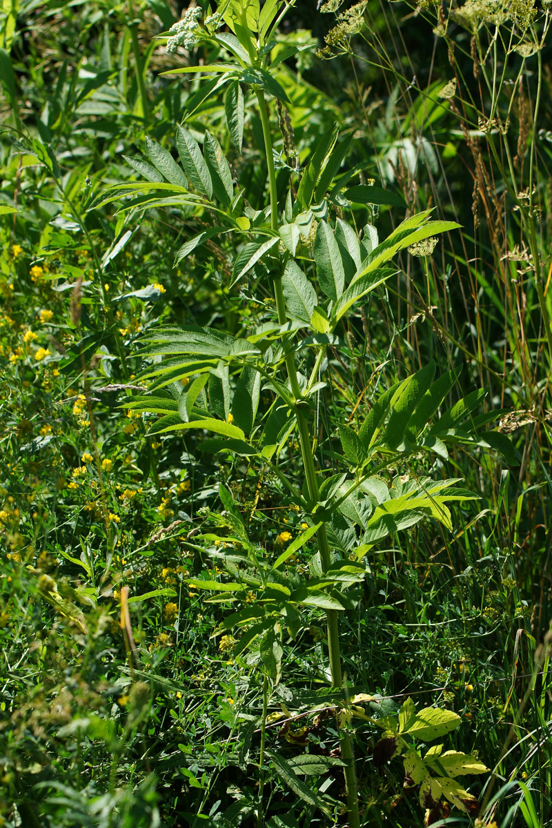 Изображение особи Sambucus ebulus.