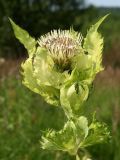 Cirsium oleraceum. Верхушка побега с соцветием. Ленинградская обл., Ломоносовский р-н, подножье Кирхгофских высот, сырой луг в понижении. 11.07.2010.