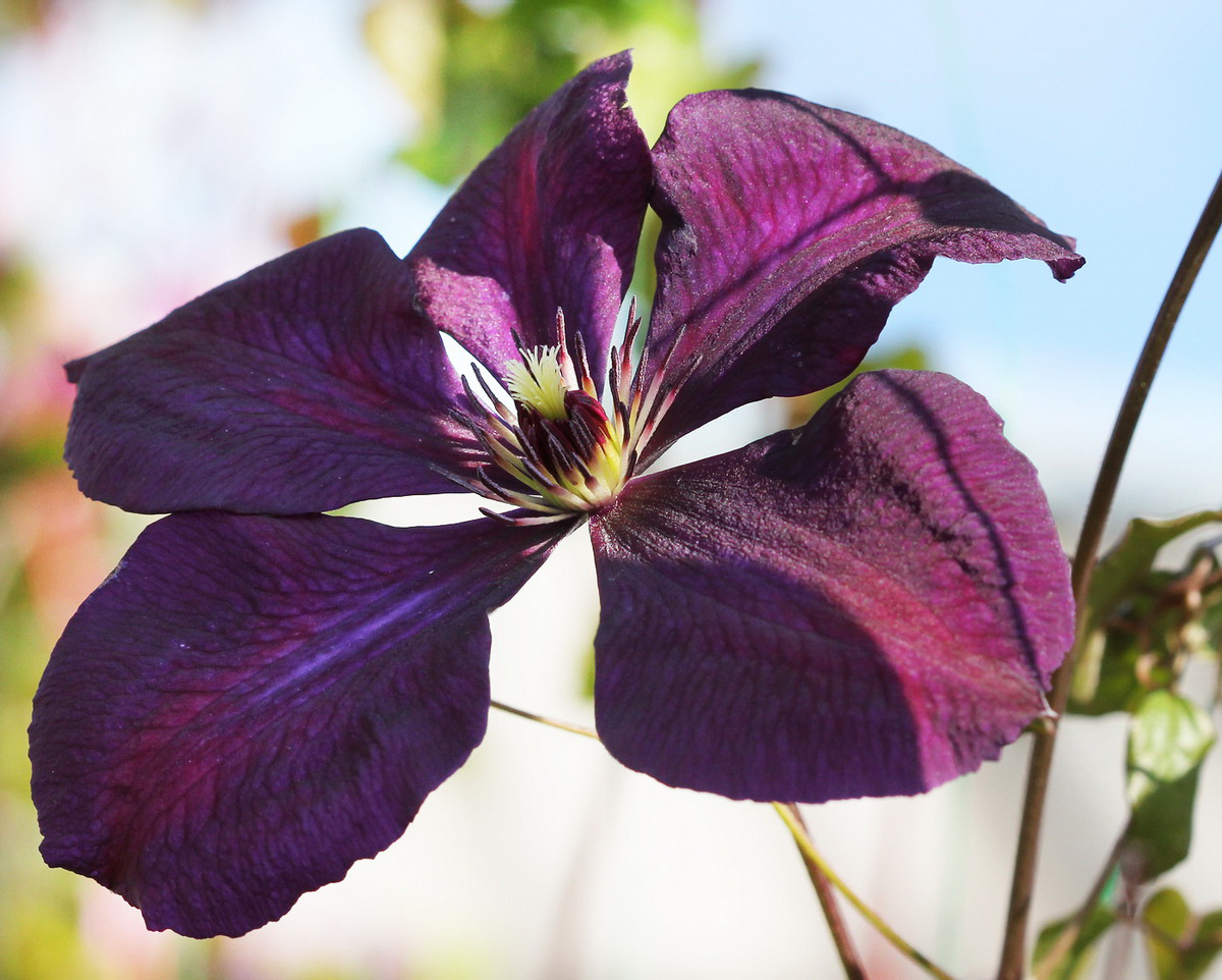 Image of Clematis &times; jackmanii specimen.