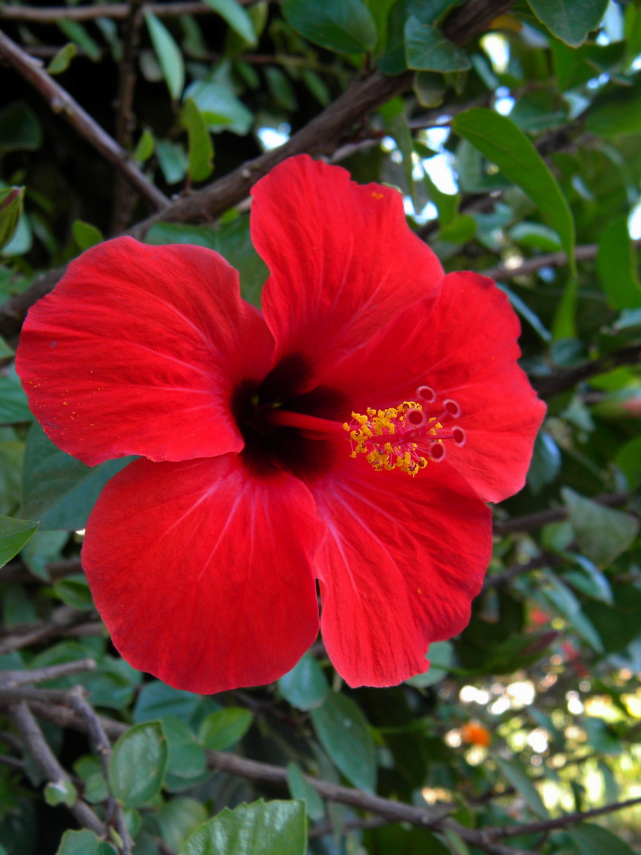 Изображение особи Hibiscus rosa-sinensis.