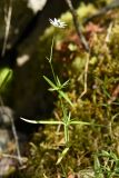 Stellaria soongorica