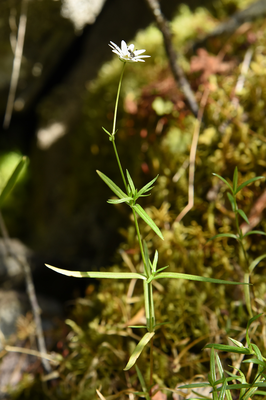Image of Stellaria soongorica specimen.