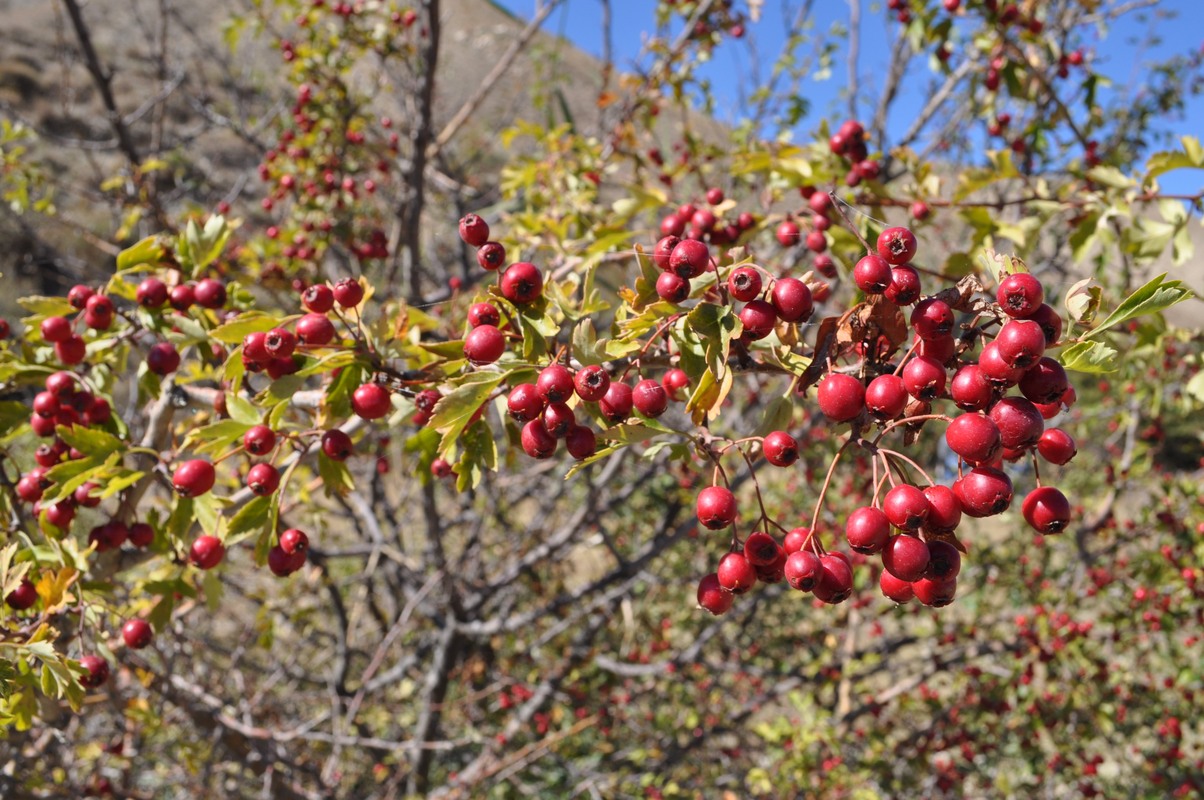 Изображение особи Crataegus atrosanguinea.