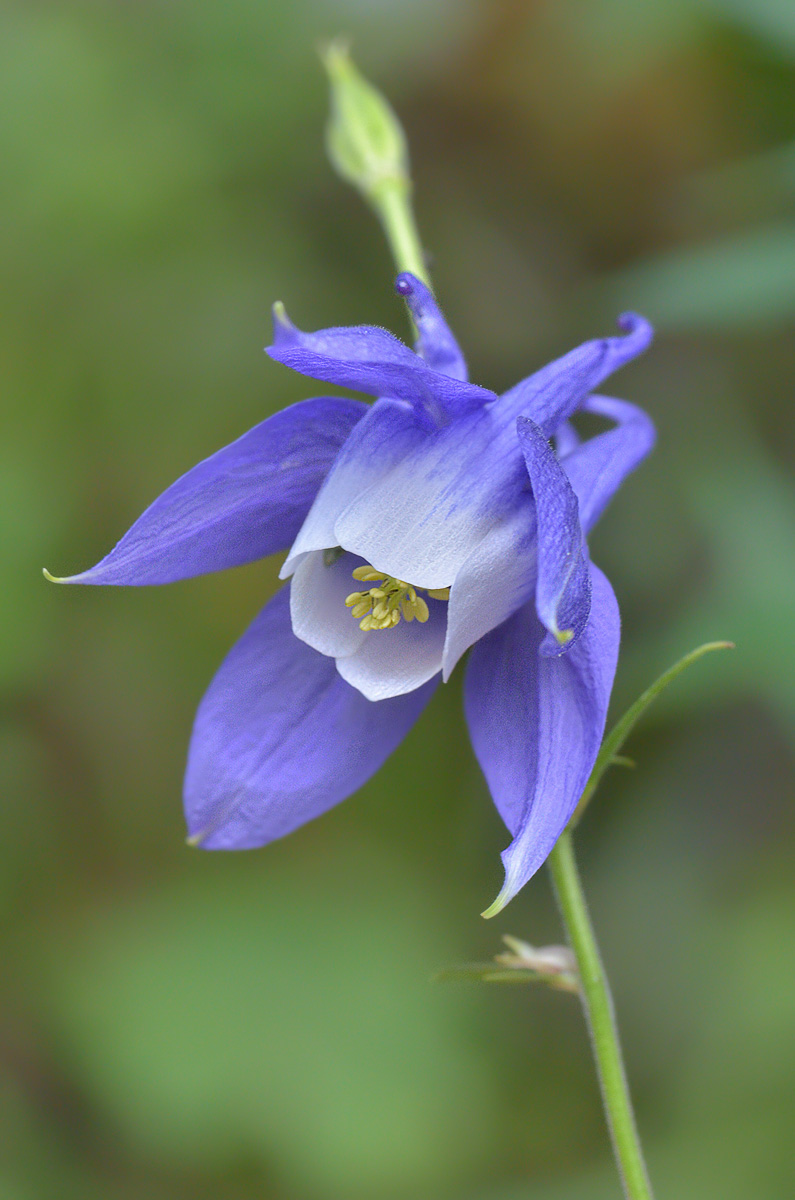 Изображение особи Aquilegia olympica.