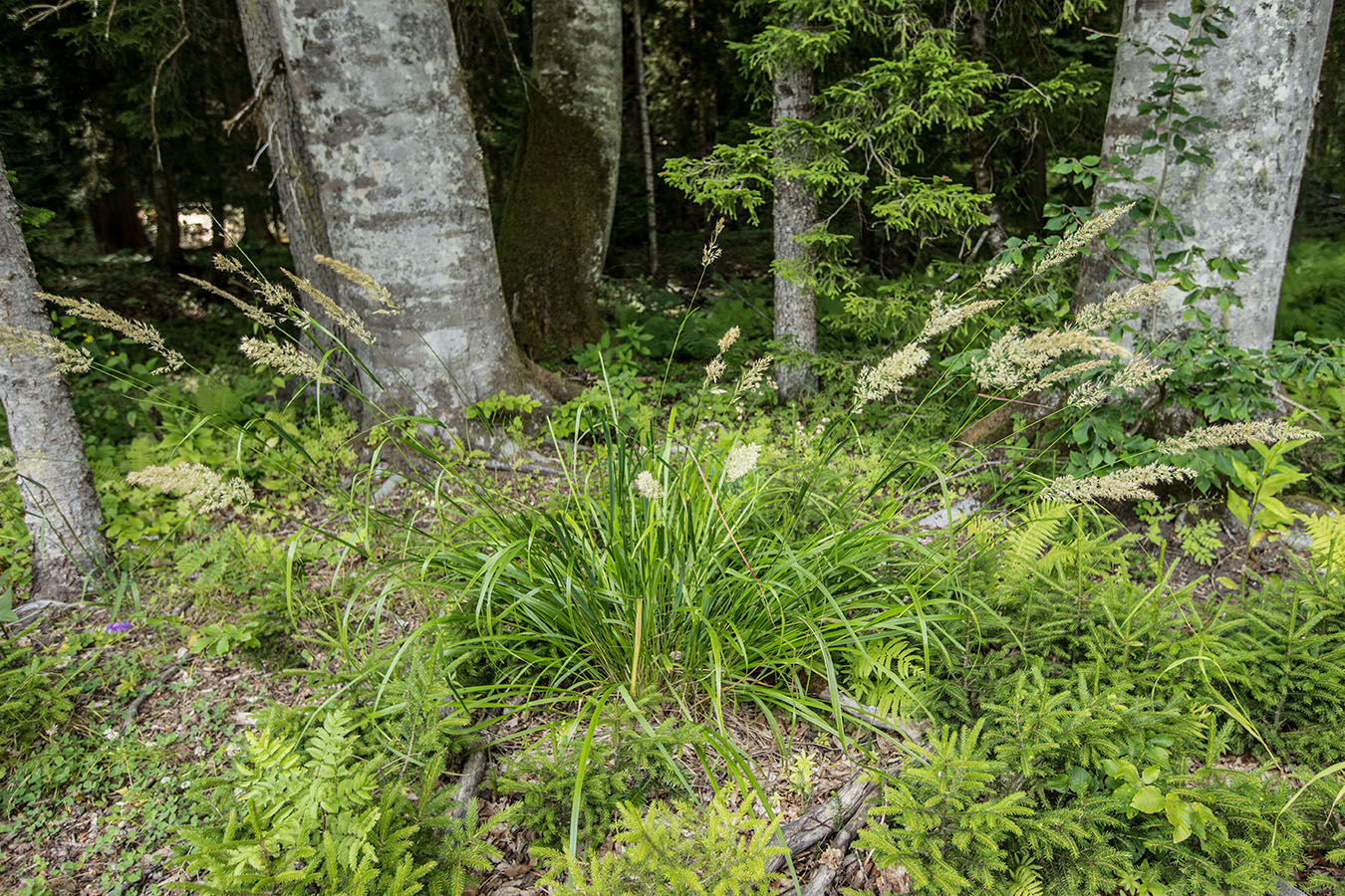 Image of Calamagrostis arundinacea specimen.