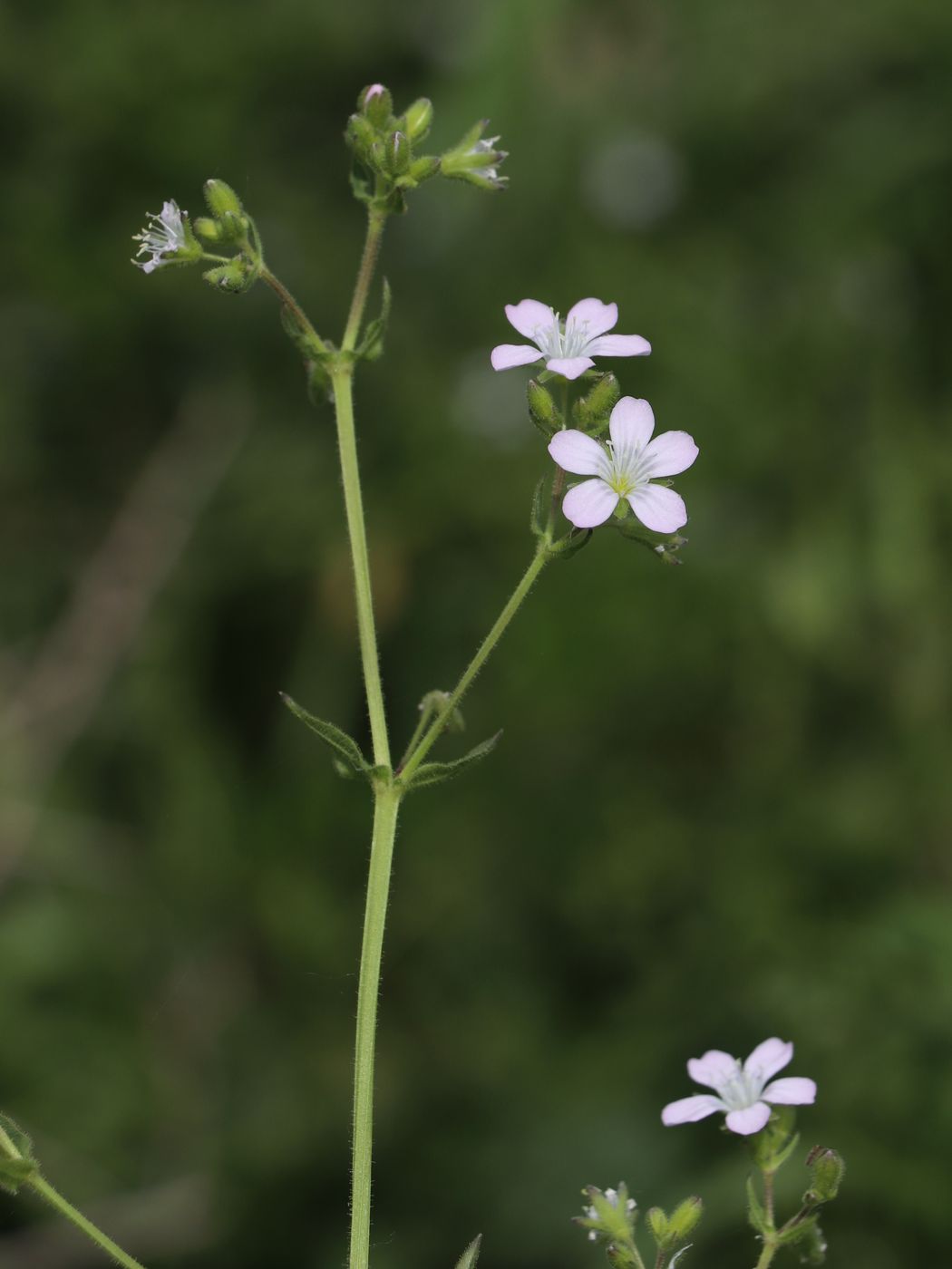 Image of Lepyrodiclis holosteoides specimen.