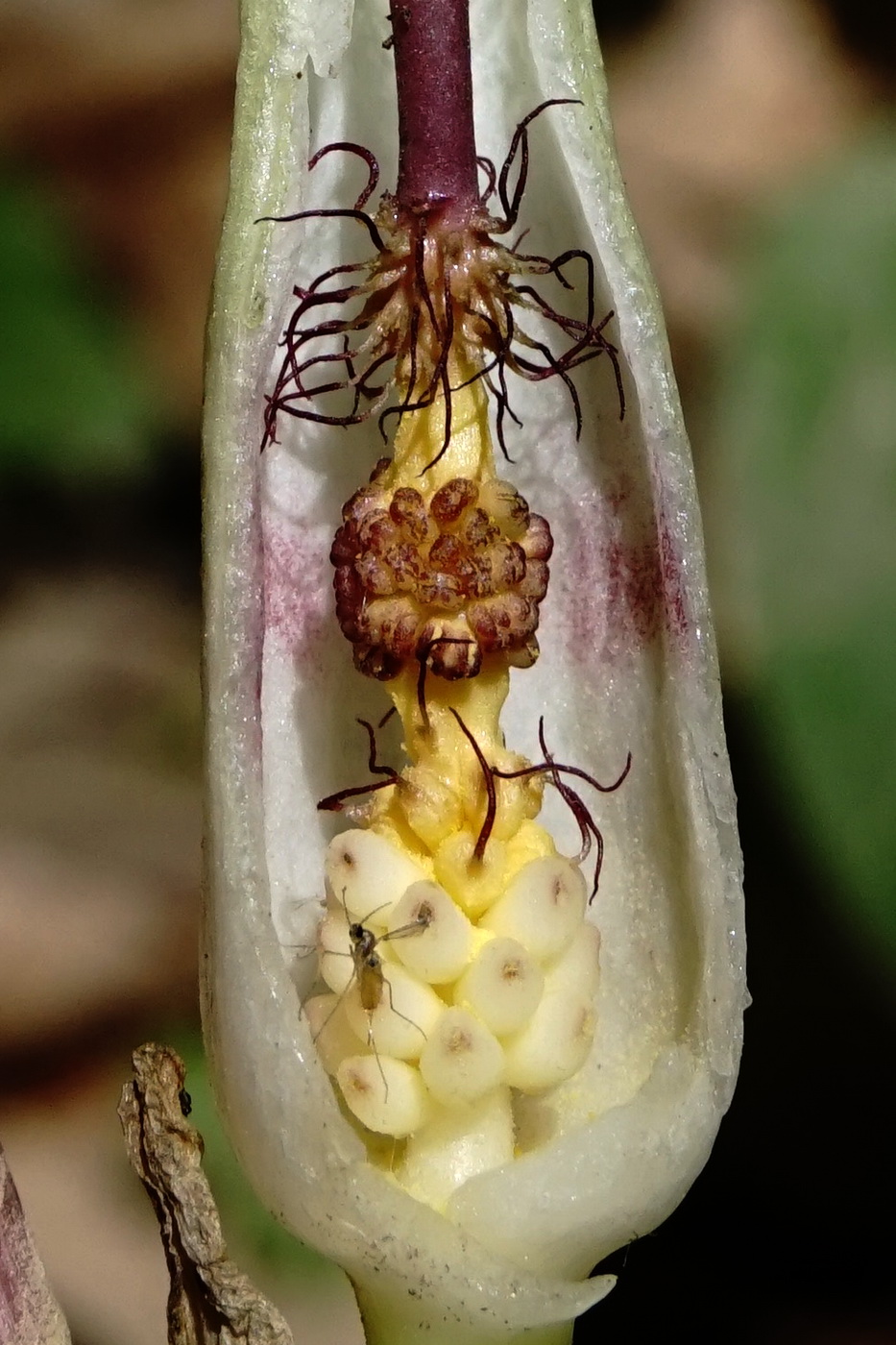 Image of Arum amoenum specimen.