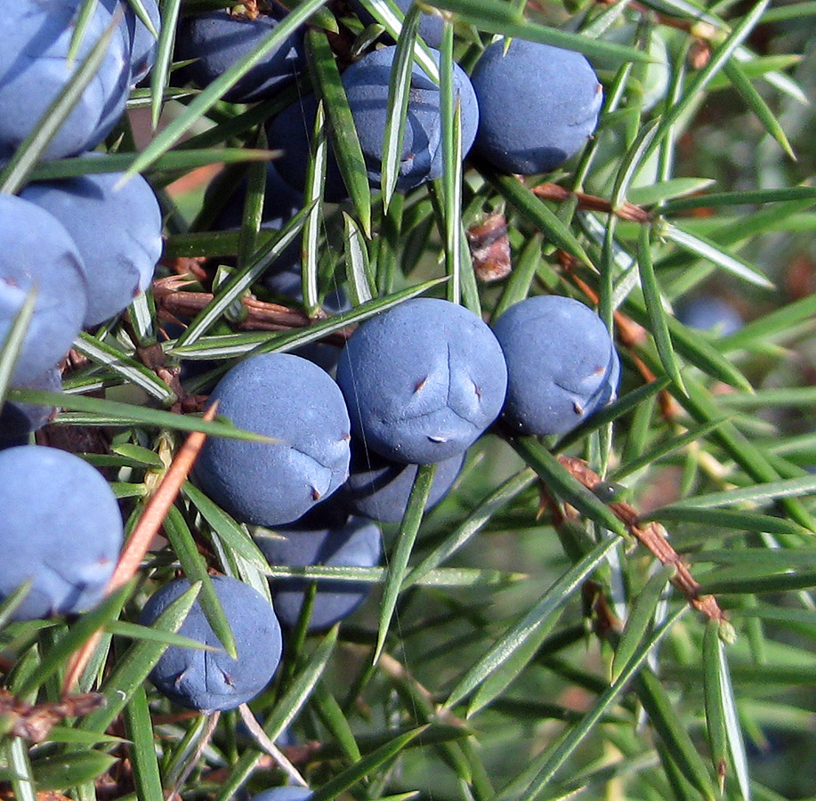 Изображение особи Juniperus communis.