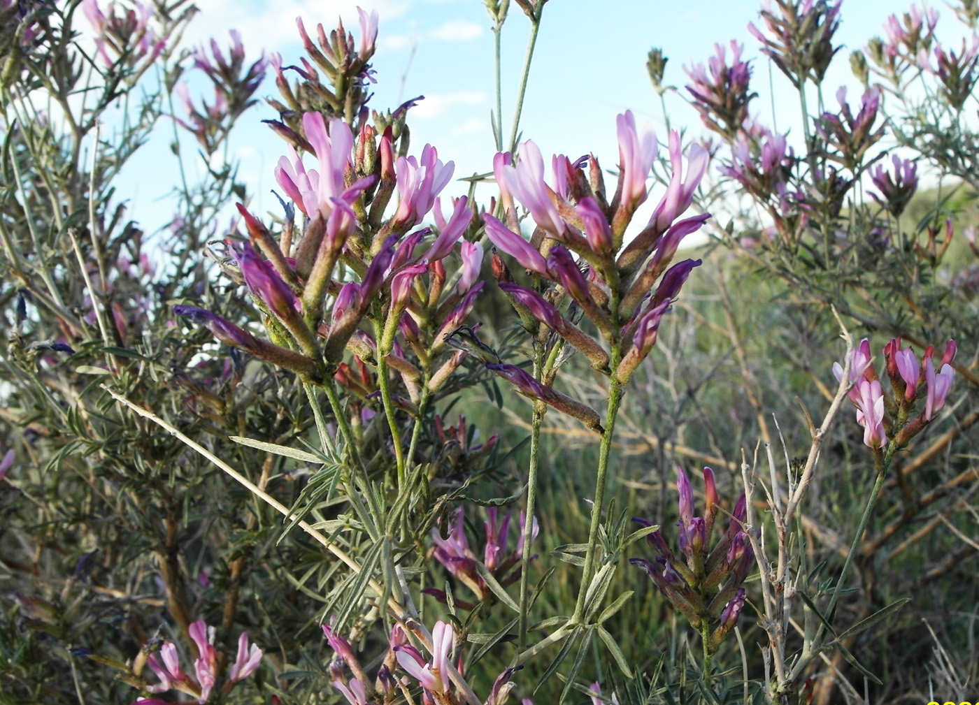 Image of Astragalus arbuscula specimen.