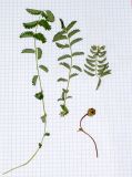 Poterium sanguisorba