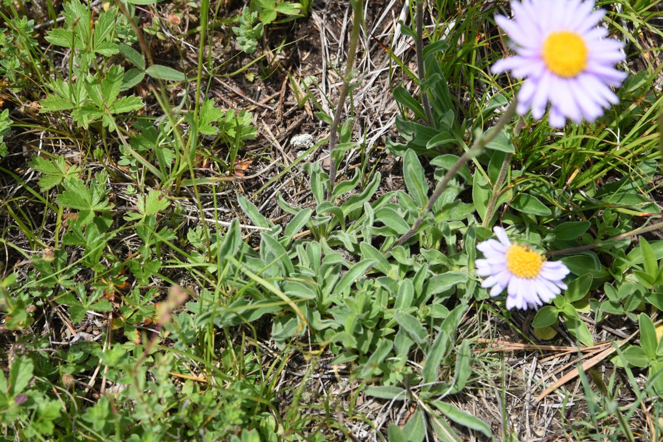 Изображение особи Aster alpinus.