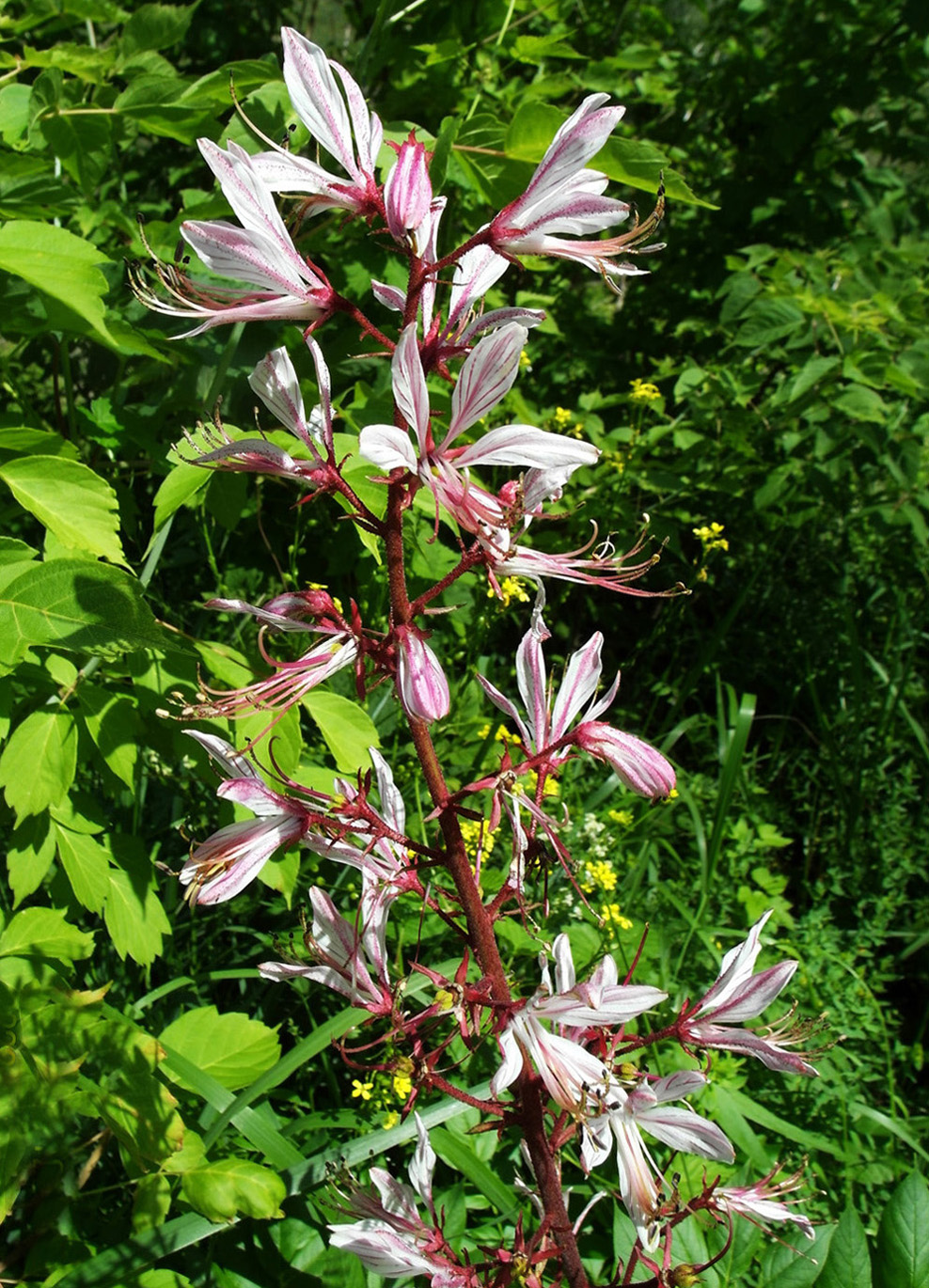 Image of Dictamnus angustifolius specimen.