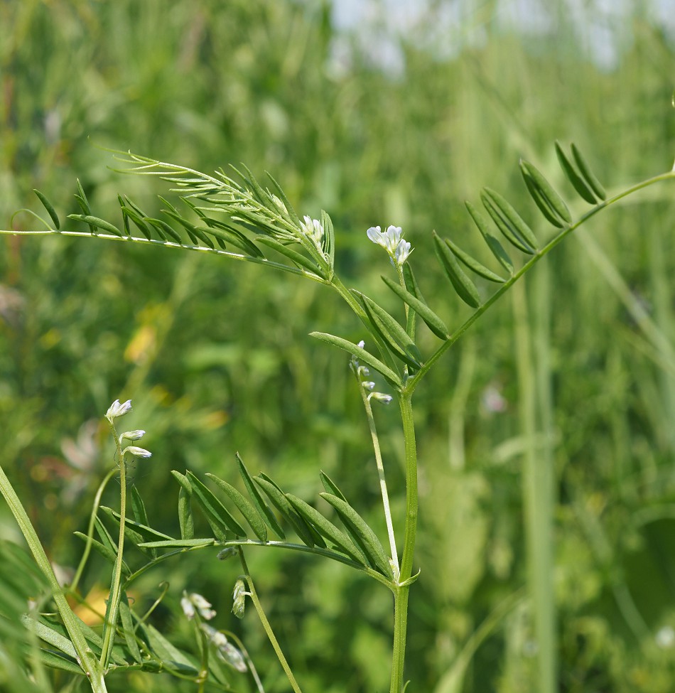 Изображение особи Vicia hirsuta.