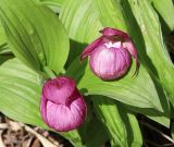 Cypripedium macranthos