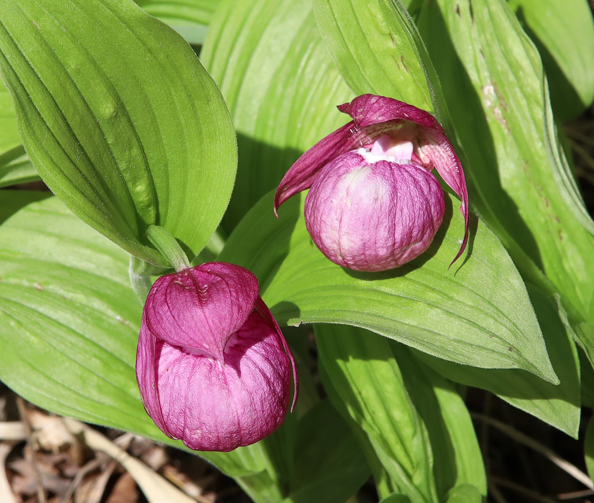 Image of Cypripedium macranthos specimen.