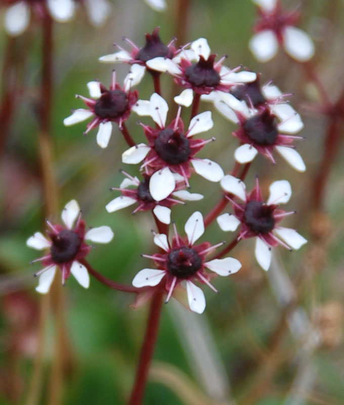 Image of Micranthes melaleuca specimen.