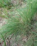 genus Festuca