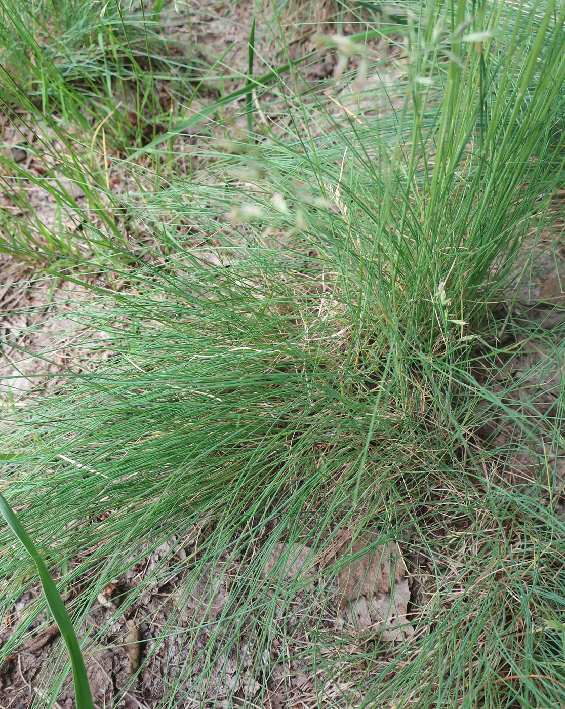 Image of genus Festuca specimen.