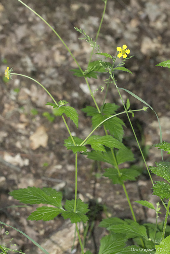 Изображение особи Geum urbanum.