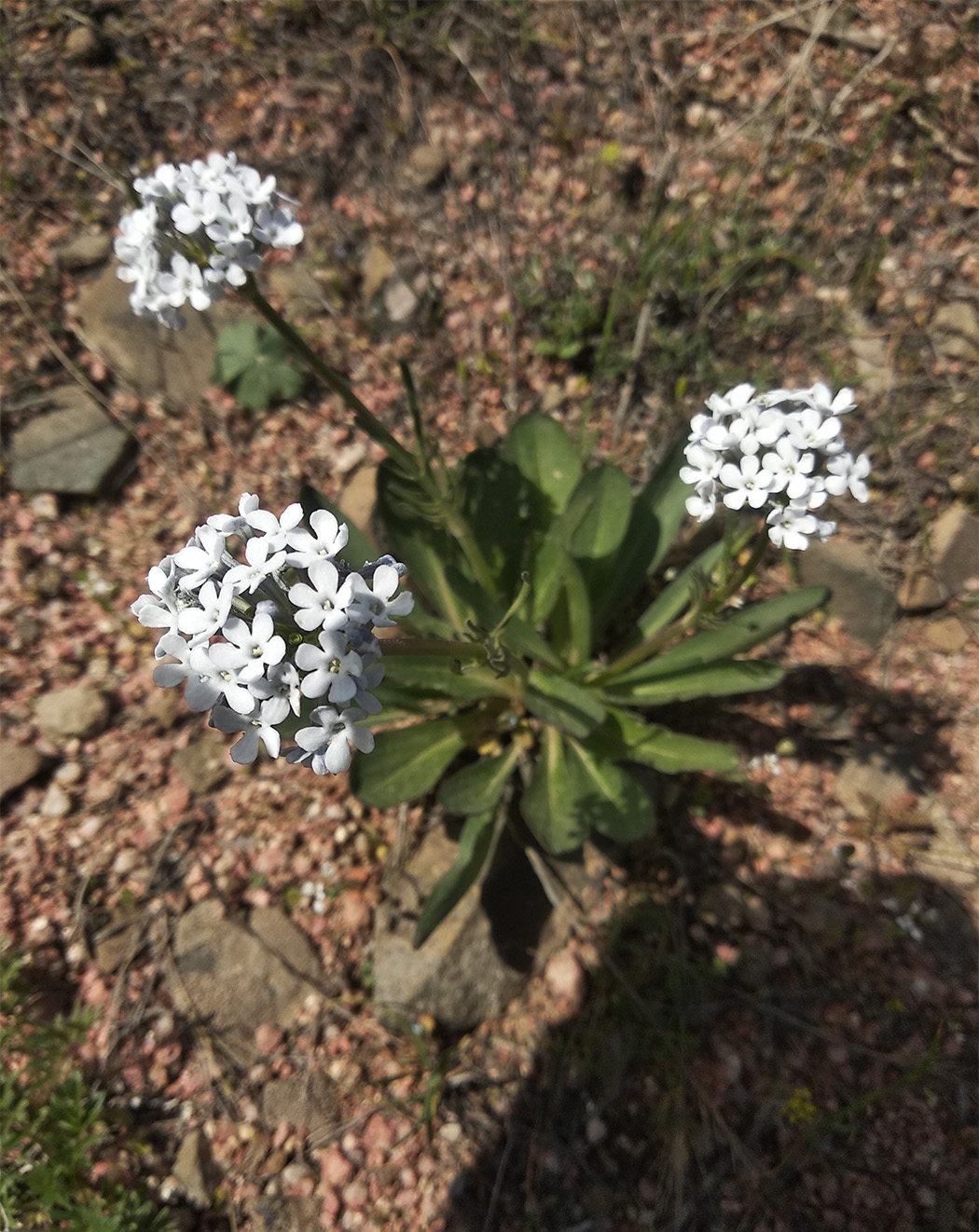 Image of Valeriana chionophila specimen.