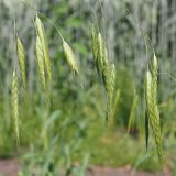 Bromus squarrosus