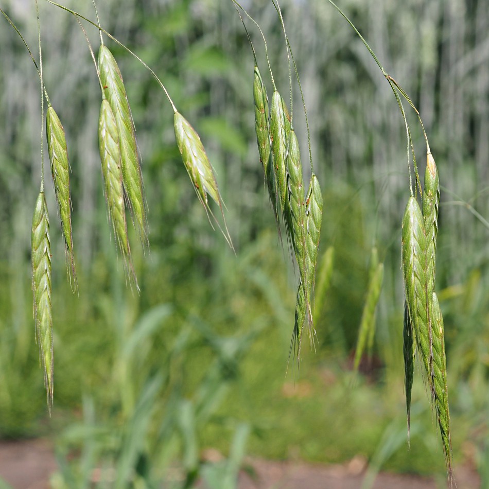 Image of Bromus squarrosus specimen.