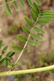 Onobrychis viciifolia. Лист. Южный Казахстан, Джабаглытау, подгорная степь в 1.5 км восточнее пос. Амангельды. 07.07.2010.