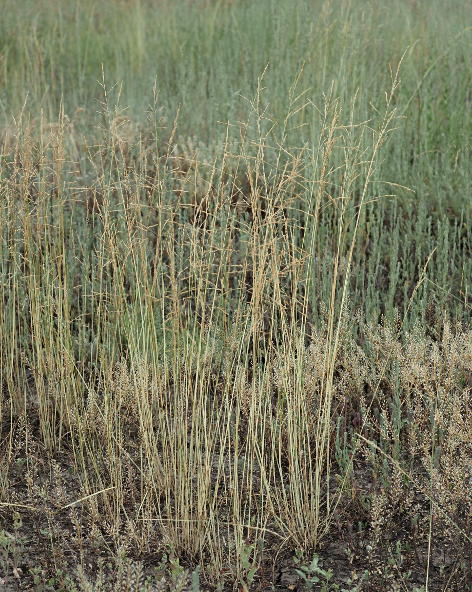 Image of Puccinellia distans specimen.