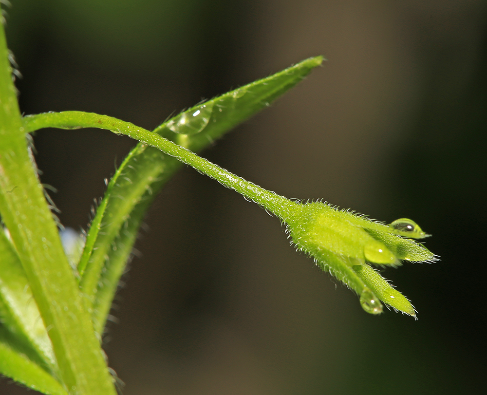 Image of Myosotis sparsiflora specimen.