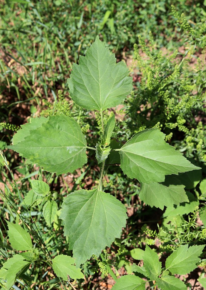 Изображение особи Cyclachaena xanthiifolia.