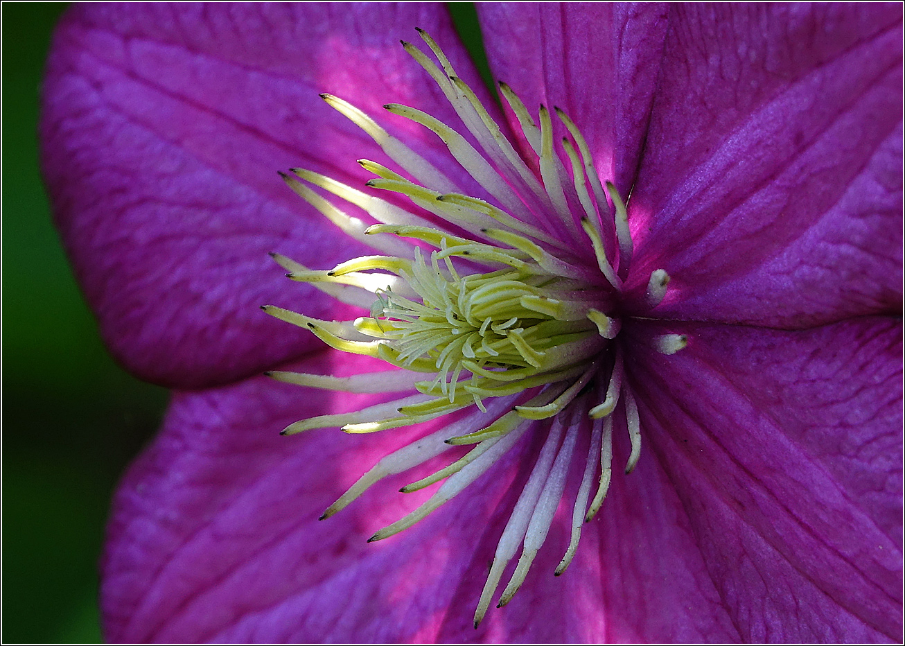 Изображение особи Clematis &times; jackmanii.