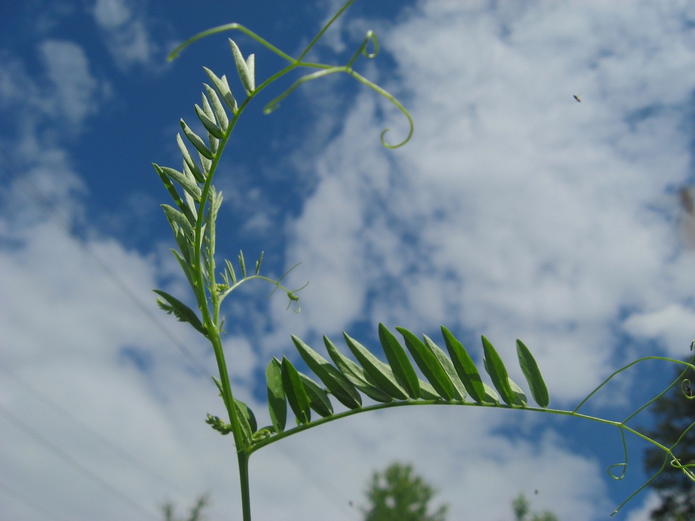 Изображение особи Vicia megalotropis.