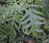 Pyrethrum macrophyllum. Лист. Москва, ГБС, экспозиция растений природной флоры России. 15.09.2022.