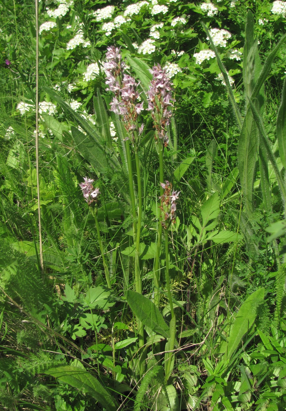 Изображение особи Neotinea tridentata.