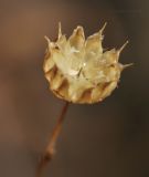 Linum stelleroides