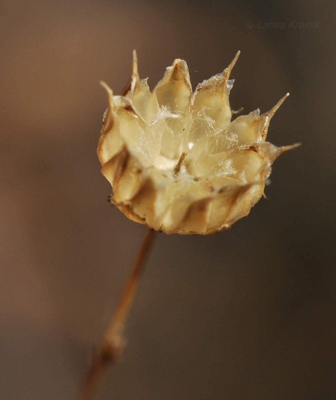 Изображение особи Linum stelleroides.