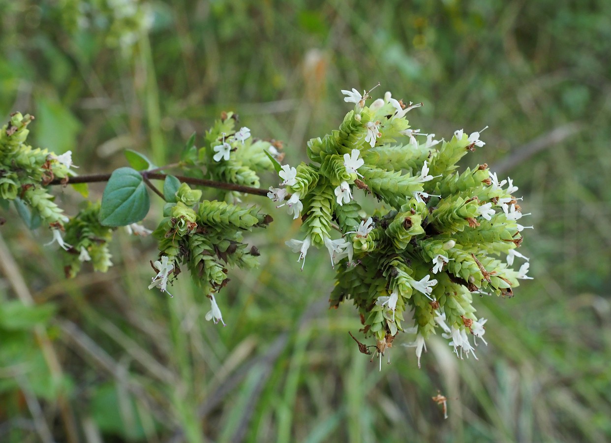 Изображение особи Origanum vulgare ssp. viride.