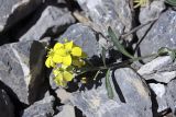 Erysimum humillimum. Верхушка побега с соцветием. Южный Казахстан, Таласский Алатау, ущелье Коксай, высота 2700 м н.у.м.