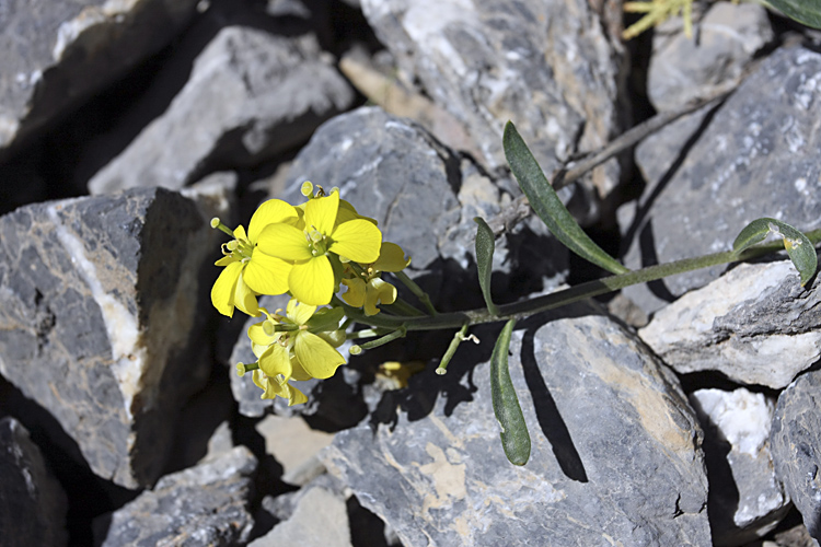 Изображение особи Erysimum humillimum.