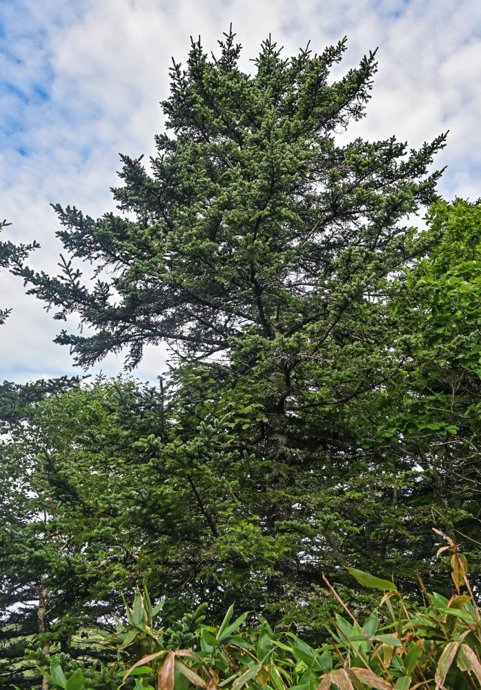 Изображение особи Abies sachalinensis.