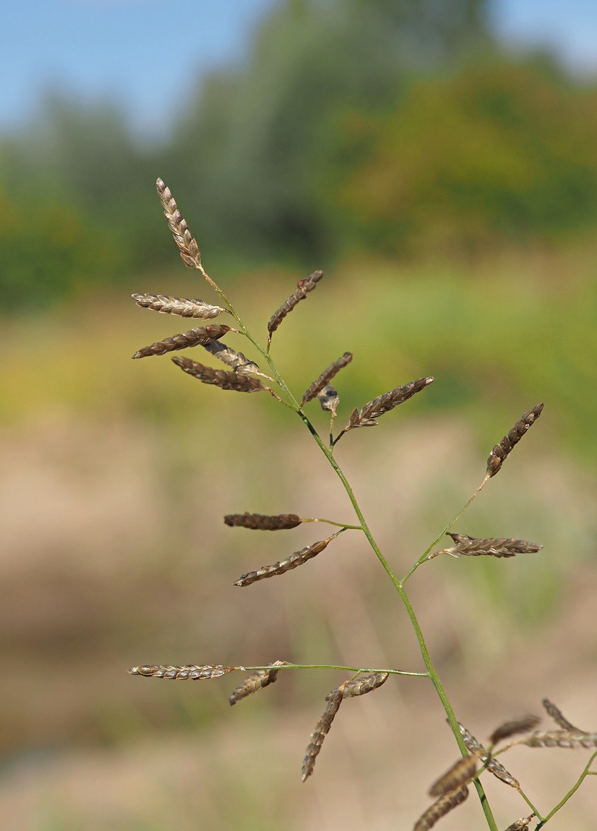 Image of Eragrostis minor specimen.