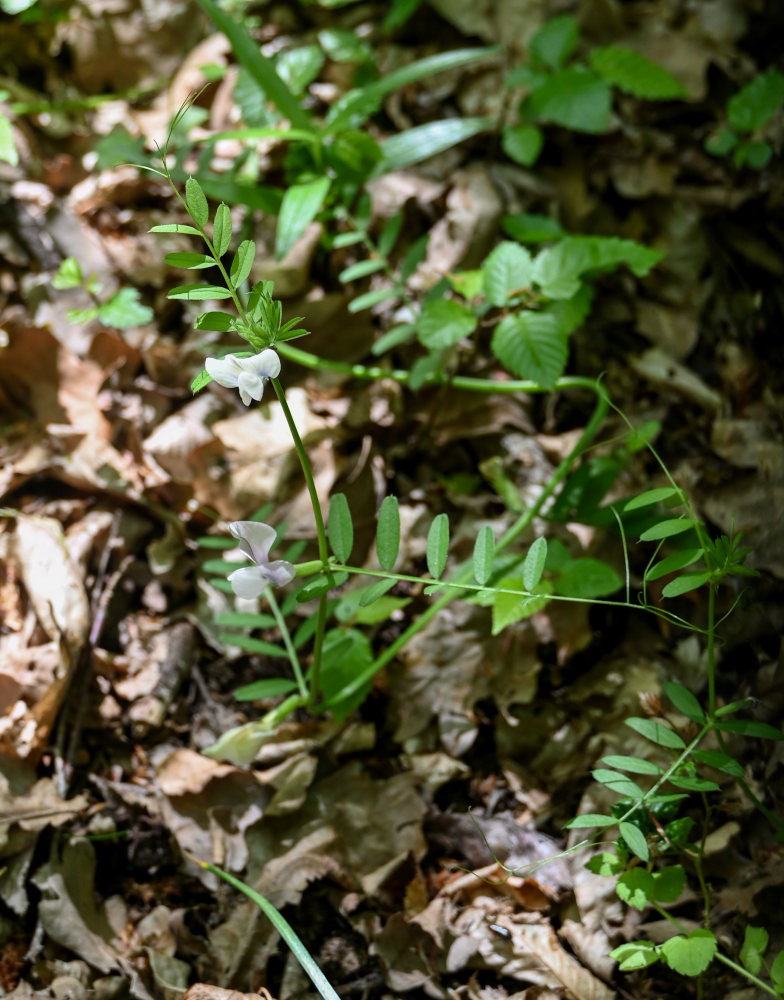 Изображение особи Vicia grandiflora.