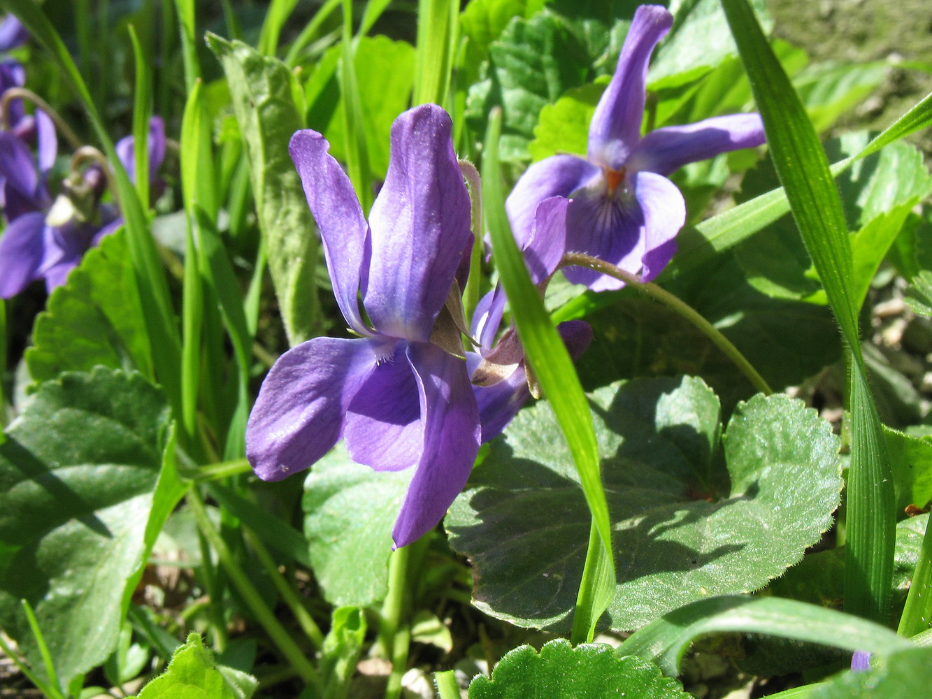 Image of Viola odorata specimen.