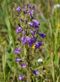 Campanula sibirica. Соцветие. Алтайский край, Мамонтовский р-н, окр. с. Мамонтово, луг. 26.06.2021.