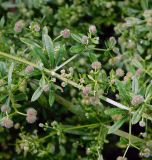 Galium aparine