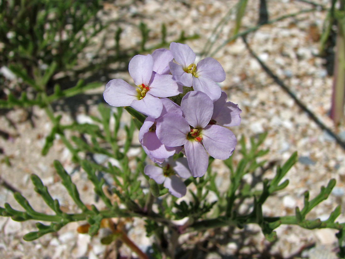 Image of Cakile euxina specimen.